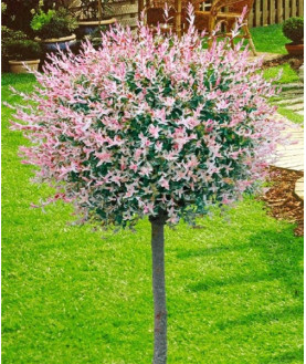 ИВА ЦЕЛЬНОЛИСТНАЯ ХАКУРО НИШИКИ PA 120