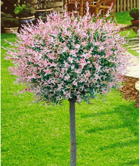 ИВА ЦЕЛЬНОЛИСТНАЯ ХАКУРО НИШИКИ PA 120